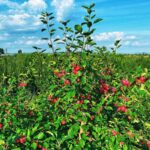 __From_Desert_to_Delight__Inner_Mongolia_s_Crabapples_Conquer_SE_Asia_