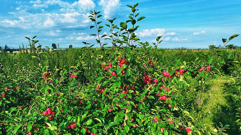 From_Desert_to_Delight__Inner_Mongolia_s_Crabapples_Conquer_SE_Asia_ - 🌍NewspaperAmigo – Your Global News Buddy 🗞️ __From_Desert_to_Delight__Inner_Mongolia_s_Crabapples_Conquer_SE_Asia_