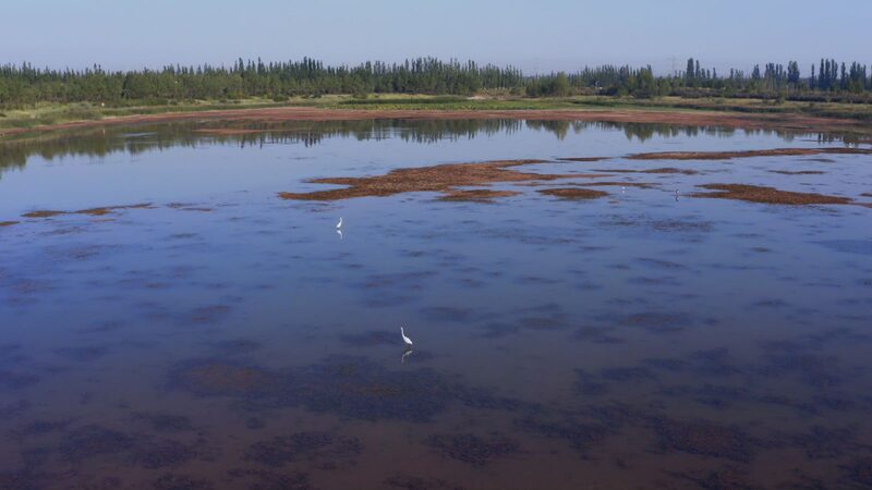 From_Desert_to_Oasis__Ningxia_s_Haba_Lake_Blossoms_into_a_Green_Miracle____poster - 🌍NewspaperAmigo – Your Global News Buddy 🗞️ From_Desert_to_Oasis__Ningxia_s_Haba_Lake_Blossoms_into_a_Green_Miracle___ video poster