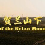 __From_Desert_to_Vineyard__Ningxia_s_Wine_Revolution_ video poster