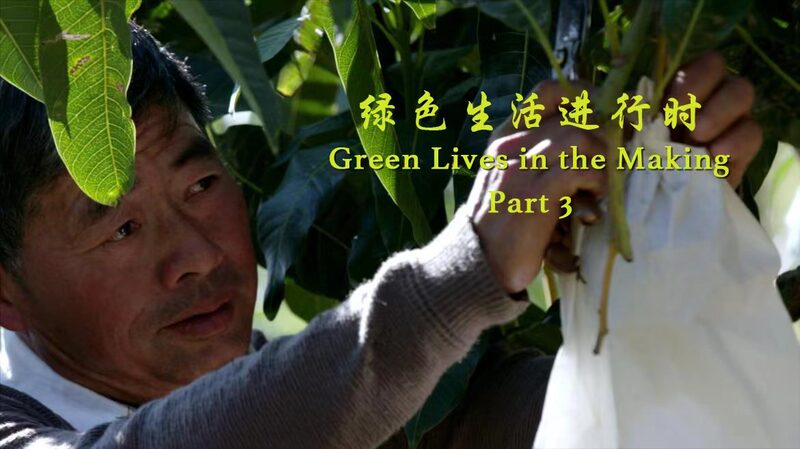 From_Fish_to_Mangoes__A_Farmer_s_Eco_Journey_Saves_the_Yangtze____poster - 🌍NewspaperAmigo – Your Global News Buddy 🗞️ From_Fish_to_Mangoes__A_Farmer_s_Eco_Journey_Saves_the_Yangtze___ video poster