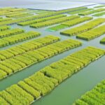 From_Mines_to_Green_Horizons__Huainan_s_Eco_Farm_Revolution___