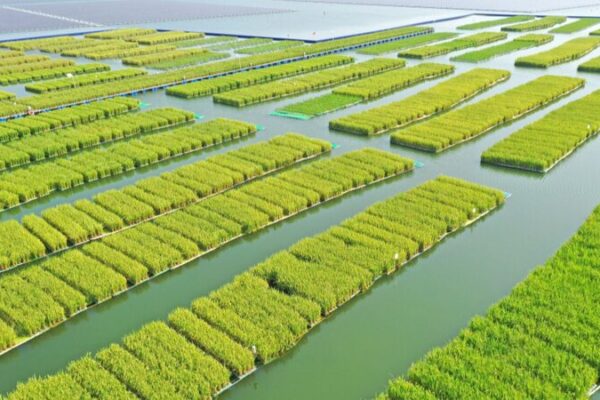 From Mines to Green Horizons: Huainan’s Eco-Farm Revolution 🌾💧 From_Mines_to_Green_Horizons__Huainan_s_Eco_Farm_Revolution___