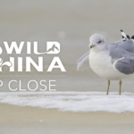 From_Near_Extinction_to_Comeback____The_Legendary_Chinese_Crested_Tern_s_Journey video poster