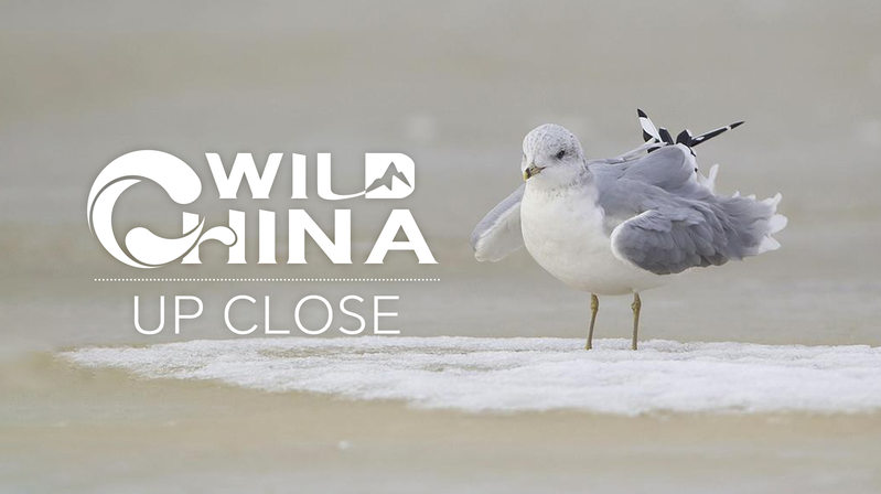 From_Near_Extinction_to_Comeback____The_Legendary_Chinese_Crested_Tern_s_Journey_poster - 🌍NewspaperAmigo – Your Global News Buddy 🗞️ From_Near_Extinction_to_Comeback____The_Legendary_Chinese_Crested_Tern_s_Journey video poster