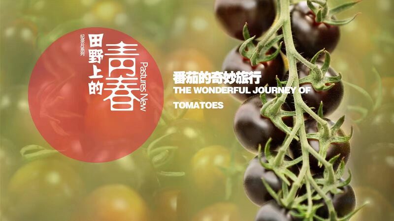 From_PhD_Dropout_to_Tomato_Tech_Hero__How_Xu_Dan_is_Farming_the_Future____poster - 🌍NewspaperAmigo – Your Global News Buddy 🗞️ From_PhD_Dropout_to_Tomato_Tech_Hero__How_Xu_Dan_is_Farming_the_Future___ video poster