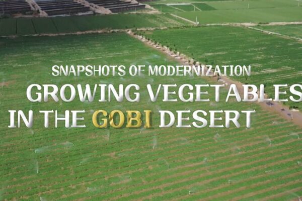 From Sand to Salad: Gobi Desert Farmers Cultivate Green Revolution 🌱🏜️ From_Sand_to_Salad__Gobi_Desert_Farmers_Cultivate_Green_Revolution____ video poster