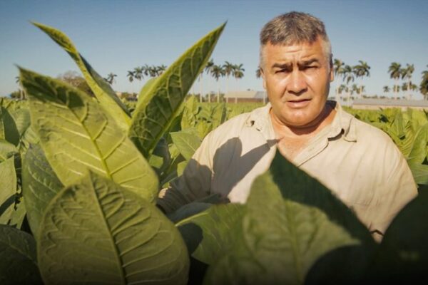 From Soil to Smoke: The Art of Cuban Cigars 🌱💨 From_Soil_to_Smoke__The_Art_of_Cuban_Cigars___ video poster