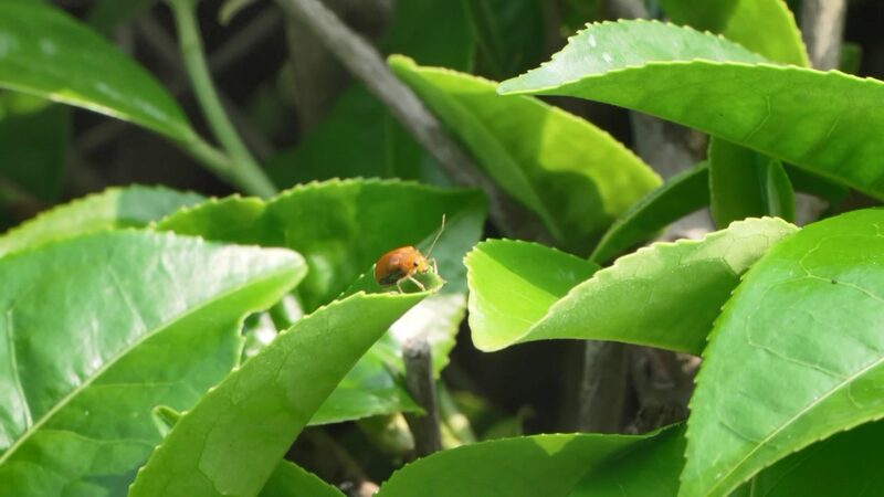 From_Tea_Trails_to_Jazz_Tales__China_s_Cultural_Vibes_Steeped_in_Tradition____