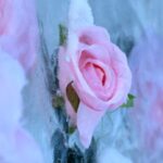 Frozen_Blooms__Shenyang_s_Ice_Wall_Roses_Light_Up_Chinese_New_Year____