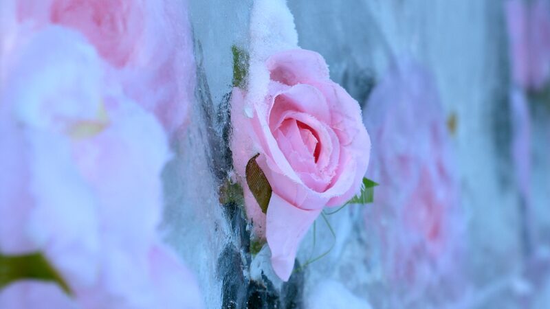 Frozen_Blooms__Shenyang_s_Ice_Wall_Roses_Light_Up_Chinese_New_Year____ - 🌍NewspaperAmigo – Your Global News Buddy 🗞️ Frozen_Blooms__Shenyang_s_Ice_Wall_Roses_Light_Up_Chinese_New_Year____