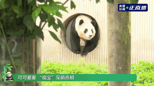 Fu_Bao_the_Panda_Makes_Heartwarming_Public_Appearance_in_Sichuan___