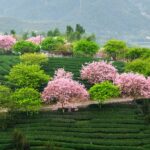 Fujian_s_Tea_Gardens_Bloom_with_Cherry_Blossoms___