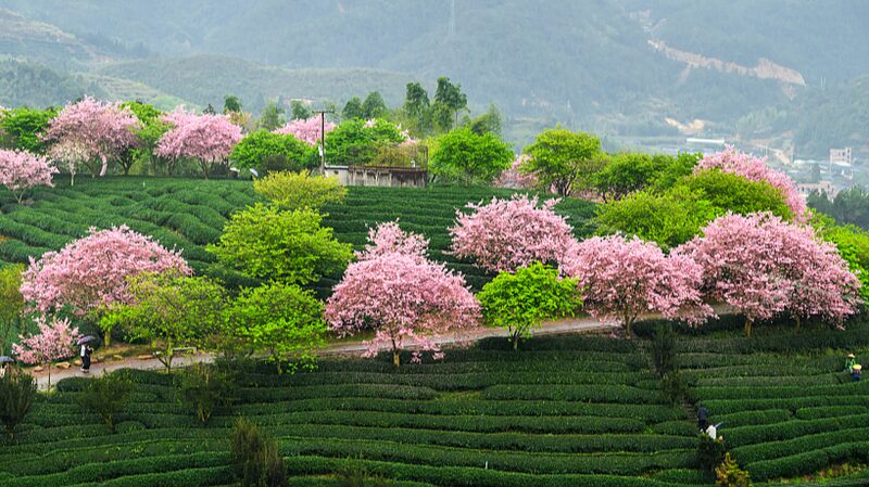Fujian_s_Tea_Gardens_Bloom_with_Cherry_Blossoms___