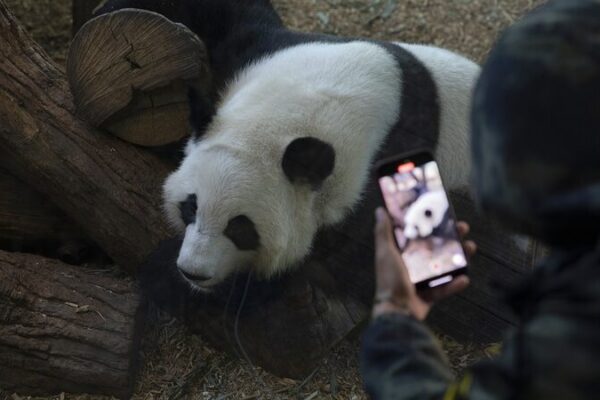 Furry Diplomats: Giant Pandas Return to China After Atlanta Success 🐼✈️ Furry_Diplomats__Giant_Pandas_Return_to_China_After_Atlanta_Success____