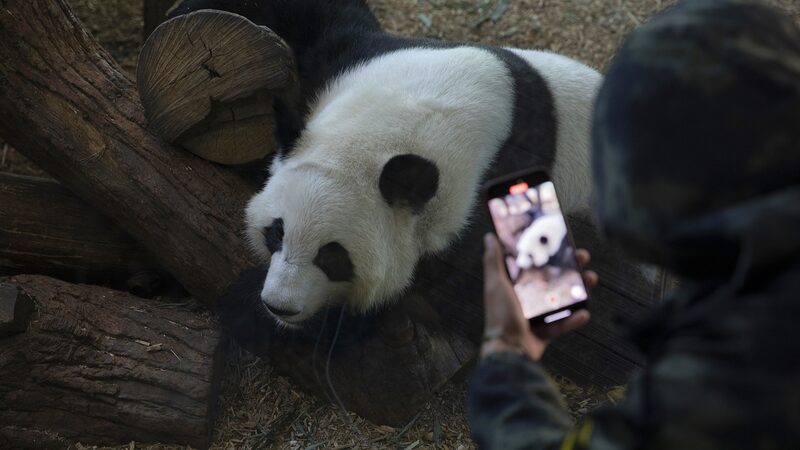 Furry_Diplomats__Giant_Pandas_Return_to_China_After_Atlanta_Success____