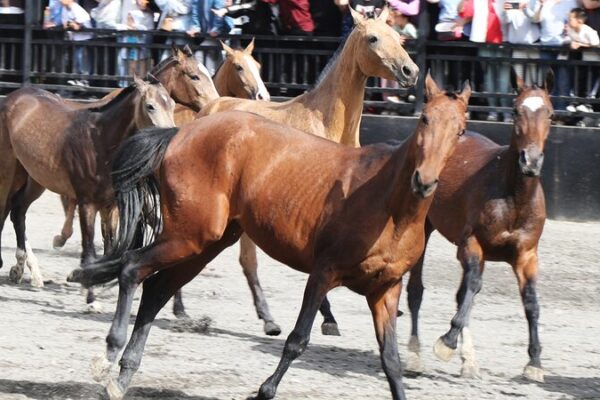 Gallop into Culture: China’s Akhal-Teke Horses Shine in Xinjiang 🐎✨ Gallop_into_Culture__China_s_Akhal_Teke_Horses_Shine_in_Xinjiang___