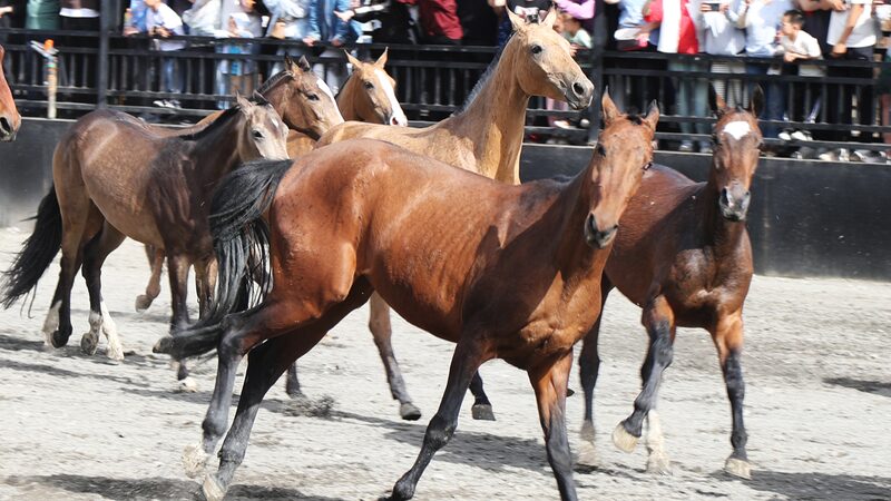 Gallop_into_Culture__China_s_Akhal_Teke_Horses_Shine_in_Xinjiang___