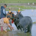 Galloping_Hearts____The_Unsung_Heroes_of_Xizang_s_Horse_Racing_Festivals video poster