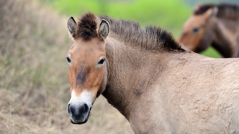 Gansu Boosts Przewalski’s Horse Population with Strategic Transfers 🐴🌿 Gansu_Boosts_Przewalski_s_Horse_Population_with_Strategic_Transfers___ video poster