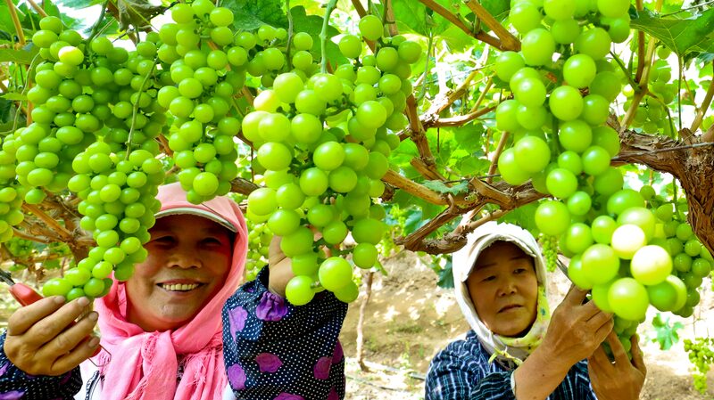 Gansu_Grapes_Ready_for_Harvest__Fresh_Flavors_from_Zhangye___