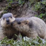 __Ganzi_s_Moshi_Park_Buzzing_with_Playful_Himalayan_Marmots___