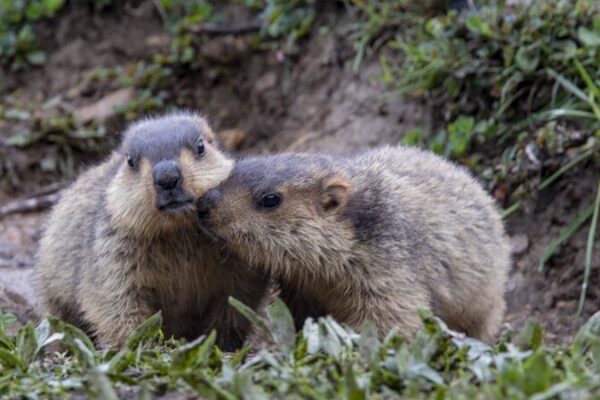 🌄 Ganzi’s Moshi Park Buzzing with Playful Himalayan Marmots 🐻✨ __Ganzi_s_Moshi_Park_Buzzing_with_Playful_Himalayan_Marmots___