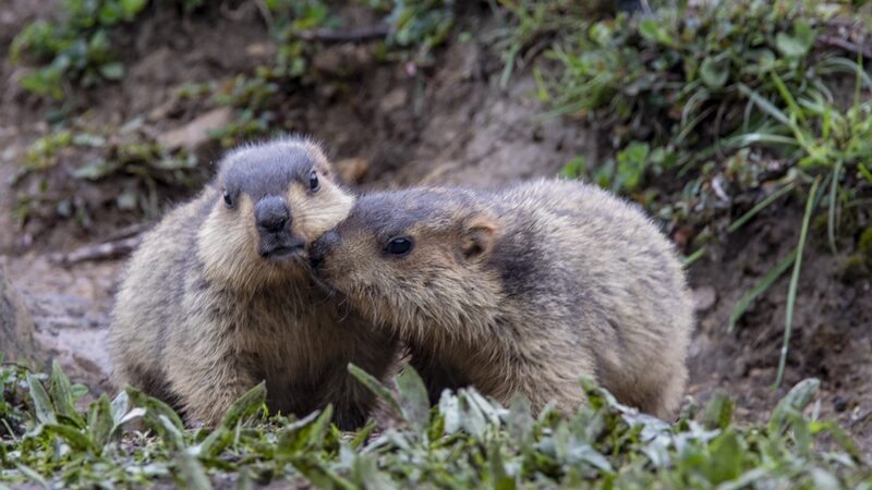 __Ganzi_s_Moshi_Park_Buzzing_with_Playful_Himalayan_Marmots___