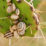 Garlic_vs__Snails__Study_Finds_Surprising_Pest_Control_Hack___