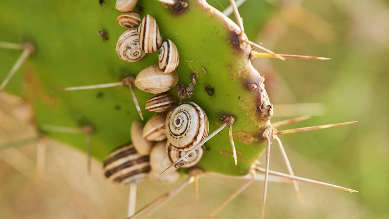 Garlic_vs__Snails__Study_Finds_Surprising_Pest_Control_Hack___ - 🌍NewspaperAmigo – Your Global News Buddy 🗞️ Garlic_vs__Snails__Study_Finds_Surprising_Pest_Control_Hack___