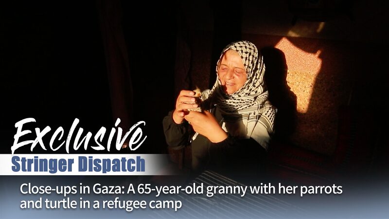 Gaza_Granny_s_Courage__Pets___Hope_in_War_s_Shadow___ video poster