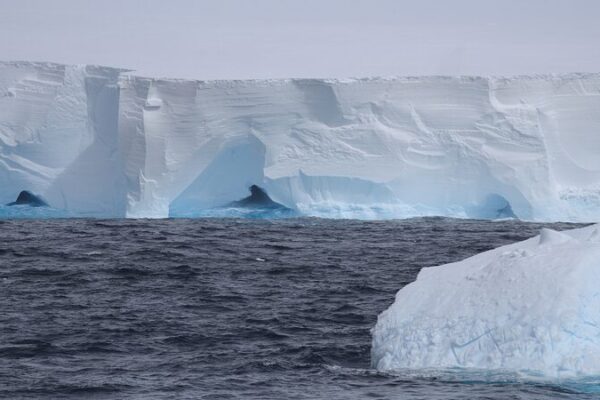 Giant Iceberg A23a’s Epic Journey North Sparks Climate Conversations 🌊❄️ Giant_Iceberg_A23a_s_Epic_Journey_North_Sparks_Climate_Conversations____