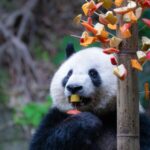 Giant_Pandas_Go_Wild_for_Veggie_Skewers_in_Chongqing___