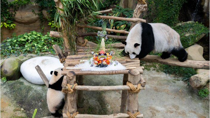 Giant Pandas Xing Xing & Liang Liang Celebrate 17th Birthday at Malaysian Zoo ๐๐ผ Giant_Pandas_Xing_Xing___Liang_Liang_Celebrate_17th_Birthday_at_Malaysian_Zoo___ video poster
