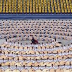 Global_Kung_Fu_Masters_Unite_in_Henan_for_Epic_Showdown___