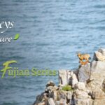 __Goats_Graze_on_Ocean_Cliffs_in_China_s_Fujian_Wonderland_ video poster