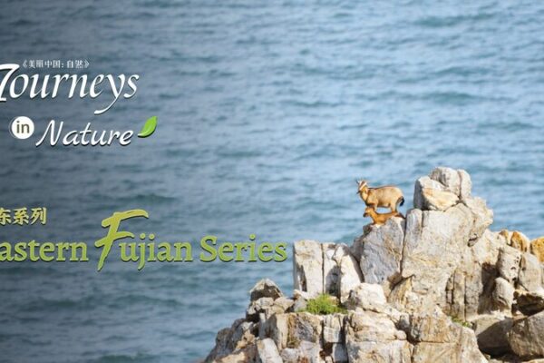 🌊 Goats Graze on Ocean Cliffs in China’s Fujian Wonderland! __Goats_Graze_on_Ocean_Cliffs_in_China_s_Fujian_Wonderland_ video poster