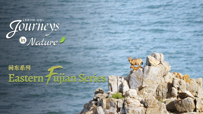 Goats_Graze_on_Ocean_Cliffs_in_China_s_Fujian_Wonderland__poster - 🌍NewspaperAmigo – Your Global News Buddy 🗞️ __Goats_Graze_on_Ocean_Cliffs_in_China_s_Fujian_Wonderland_ video poster