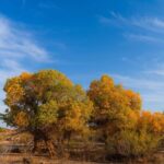 __Golden_Autumn__Inner_Mongolia_s_Resilient_Poplar_Forests_Welcome_Visitors__