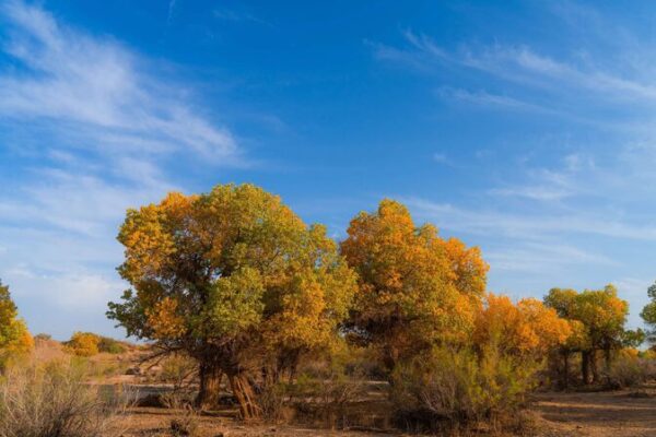 🍂 Golden Autumn: Inner Mongolia’s Resilient Poplar Forests Welcome Visitors 🌳 __Golden_Autumn__Inner_Mongolia_s_Resilient_Poplar_Forests_Welcome_Visitors__