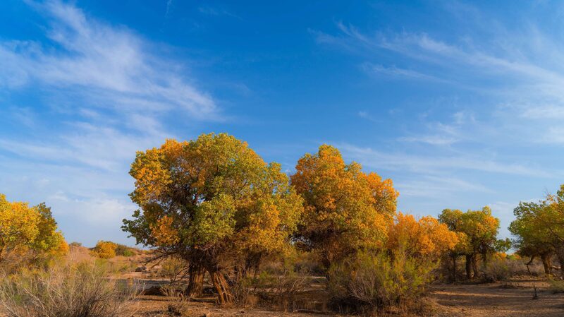 Golden_Autumn__Inner_Mongolia_s_Resilient_Poplar_Forests_Welcome_Visitors__ - 🌍NewspaperAmigo – Your Global News Buddy 🗞️ __Golden_Autumn__Inner_Mongolia_s_Resilient_Poplar_Forests_Welcome_Visitors__