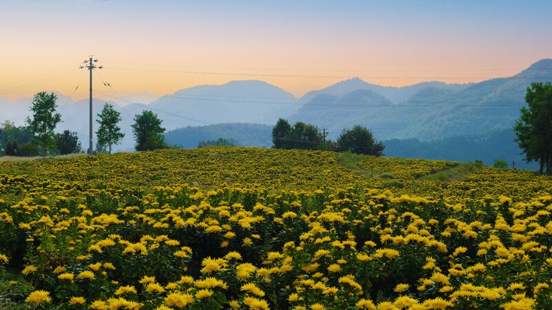 Golden_Chrysanthemums_Light_Up_Guizhou_s_Autumn_Hills___