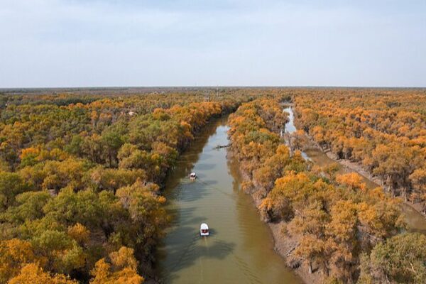 Golden Desert Poplars Illuminate Xinjiang’s Autumn 🌟🍂 Golden_Desert_Poplars_Illuminate_Xinjiang_s_Autumn___