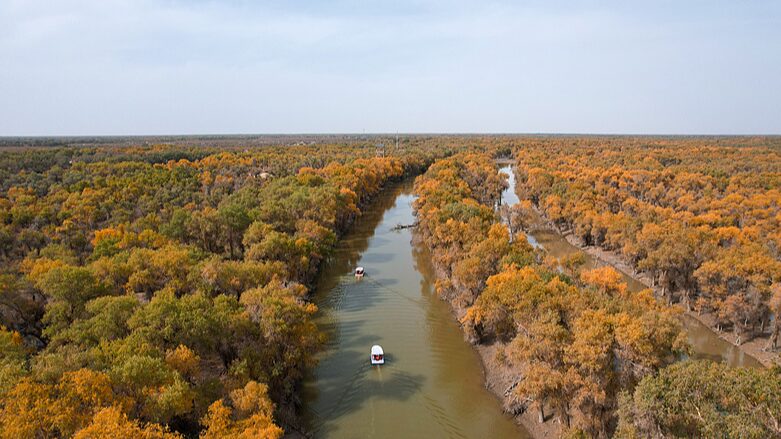 Golden_Desert_Poplars_Illuminate_Xinjiang_s_Autumn___