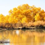 Golden_Desert_Poplars_Paint_Inner_Mongolia_s_Autumn___