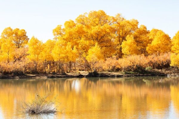 Golden Desert Poplars Paint Inner Mongolia’s Autumn 🌳🍂 Golden_Desert_Poplars_Paint_Inner_Mongolia_s_Autumn___