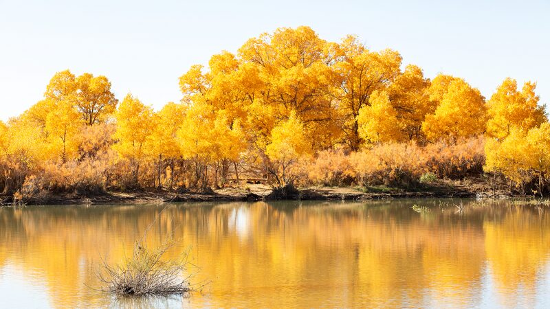 Golden_Desert_Poplars_Paint_Inner_Mongolia_s_Autumn___