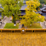 Golden_Ginkgo_Magic____Millennium_Trees_in_Zhejiang_Dazzle_Visitors