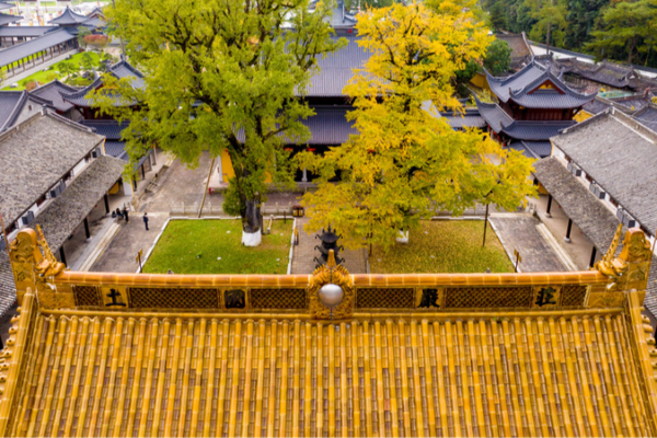 Golden Ginkgo Magic 🌟: Millennium Trees in Zhejiang Dazzle Visitors Golden_Ginkgo_Magic____Millennium_Trees_in_Zhejiang_Dazzle_Visitors
