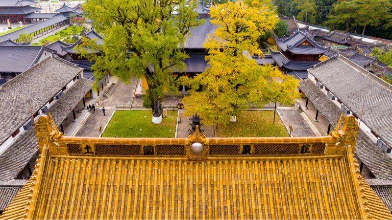 Golden_Ginkgo_Magic____Millennium_Trees_in_Zhejiang_Dazzle_Visitors